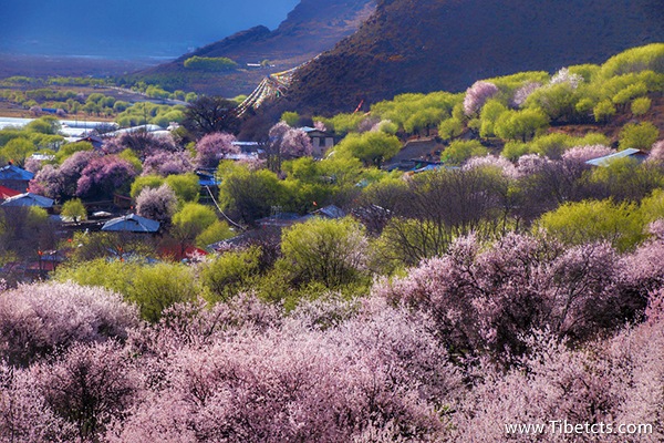 噶拉桃花村
