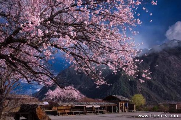 林芝什么時(shí)候看桃花比較好