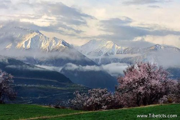林芝桃花開(kāi)的時(shí)間長(zhǎng)